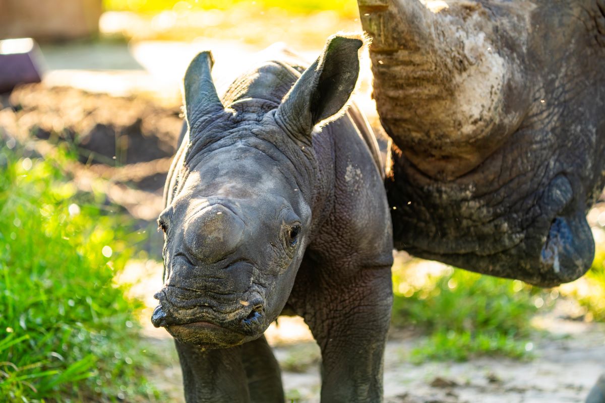 Busch Gardens Tampa Bay Welcomes Baby Rhino: Join the Naming Poll