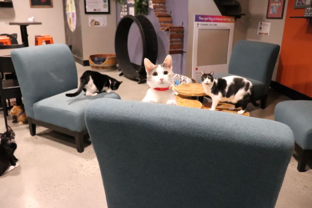 Orlando Cat Cafe
